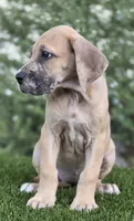 Fifi, a female Great Dane for sale in Central, CA – 3 of 9