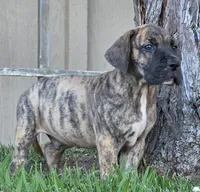 Momo, a male Great Dane for sale in Central, CA – 4 of 10