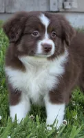 Wren , a female Miniature Australian Shepherd for sale in Central, CA – Photo 2 of 10