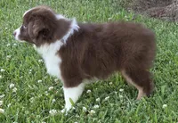 Wren , a female Miniature Australian Shepherd for sale in Central, CA – Photo 10 of 10