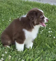Wren , a female Miniature Australian Shepherd for sale in Central, CA – Photo 4 of 10