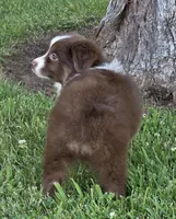 Wren , a female Miniature Australian Shepherd for sale in Central, CA – Photo 6 of 10
