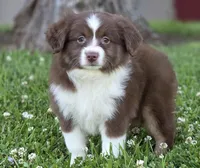 Wren , a female Miniature Australian Shepherd for sale in Central, CA – Photo 1 of 10