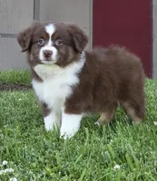 Wren , a female Miniature Australian Shepherd for sale in Central, CA – Photo 5 of 10