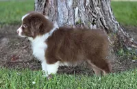 Wren , a female Miniature Australian Shepherd for sale in Central, CA – Photo 9 of 10
