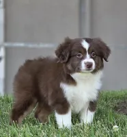 Wren , a female Miniature Australian Shepherd for sale in Central, CA – Photo 3 of 10