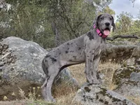 Ewa, a female Great Dane for sale in Central, CA – 2 of 10