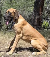 Ranger, a male Great Dane for sale in Central, CA – 6 of 8