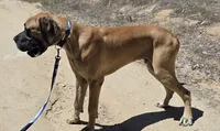 Ranger, a male Great Dane for sale in Central, CA – 8 of 8
