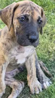 Daphne, a female Great Dane for sale in Central, CA – 3 of 10