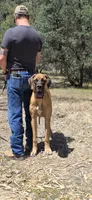 Ranger, a male Great Dane for sale in Central, CA – 7 of 8