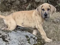 Schofield, a male Great Dane for sale in Central, CA – 5 of 10