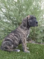 Mimi, a female Great Dane for sale in Central, CA – 3 of 10