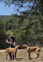 Ranger, a male Great Dane for sale in Central, CA – 2 of 8