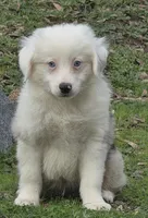 Merle boy 3, a male Miniature Australian Shepherd for sale in Central, CA – Photo 4 of 9
