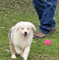 Merle boy 3, a male Miniature Australian Shepherd for sale in Central, CA – Photo 1 of 9