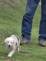Merle boy 3, a male Miniature Australian Shepherd for sale in Central, CA – Photo 9 of 9