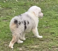Merle boy 3, a male Miniature Australian Shepherd for sale in Central, CA – Photo 3 of 9