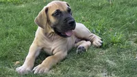 Scooby, a male Great Dane for sale in Central, CA – 2 of 6