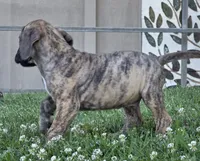 Momo, a male Great Dane for sale in Central, CA – 10 of 10