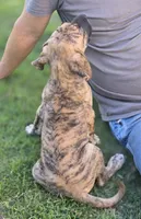 Daphne, a female Great Dane for sale in Central, CA – 10 of 10
