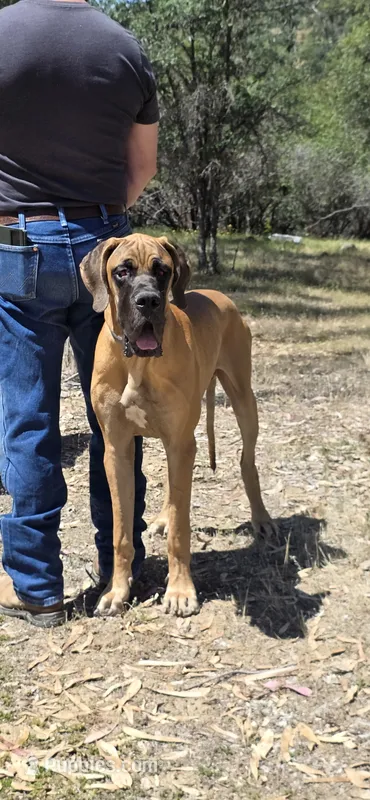 Ranger – Great Dane puppy for sale in Central, CA