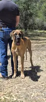 Ranger, a male Great Dane for sale in Central, CA – 1 of 8