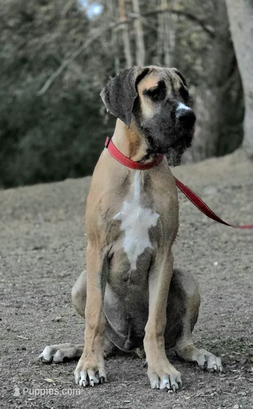 Bobo – Great Dane puppy for sale in Central, CA