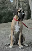 Bobo, a male Great Dane for sale in Central, CA – 1 of 2
