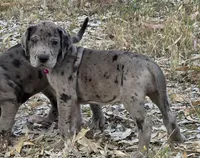 Ewa, a female Great Dane for sale in Central, CA – Photo 2 of 8