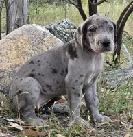Ewa, a female Great Dane for sale in Central, CA – Photo 5 of 8