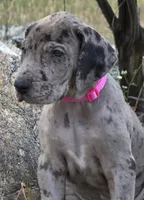 Ewa, a female Great Dane for sale in Central, CA – Photo 4 of 8