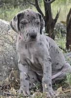 Ewa, a female Great Dane for sale in Central, CA – Photo 7 of 8