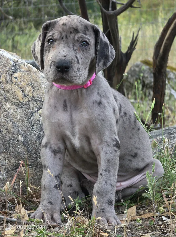 Ewa, a female Great Dane for sale in Central, CA – Photo 1 of 8