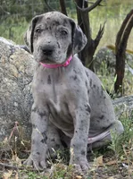 Ewa, a female Great Dane for sale in Central, CA – Photo 1 of 8