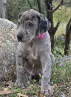 Ewa, a female Great Dane for sale in Central, CA – Photo 6 of 8