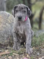 Ewa, a female Great Dane for sale in Central, CA – Photo 8 of 8