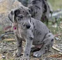 Ewa, a female Great Dane for sale in Central, CA – Photo 3 of 8
