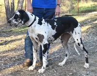 Adopt Kismet (Spayed), a female Great Dane for sale in Central, CA – Photo 2 of 5