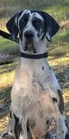 Adopt Kismet (Spayed), a female Great Dane for sale in Central, CA – Photo 3 of 5