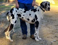 Adopt Kismet (Spayed), a female Great Dane for sale in Central, CA – Photo 1 of 5