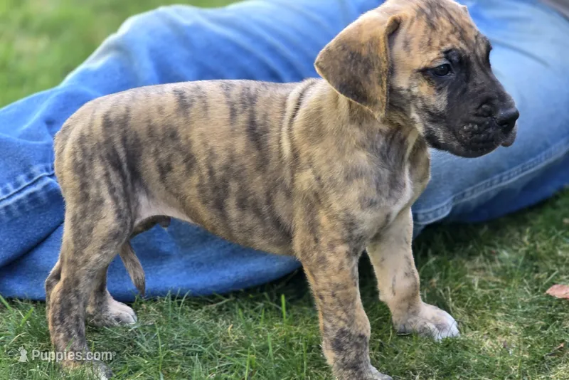 Fred – Great Dane puppy for sale in Central, CA
