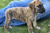 Fred, a male Great Dane for sale in Central, CA – 1 of 6