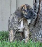 Momo, a male Great Dane for sale in Central, CA – 9 of 10
