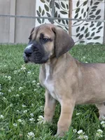 Fawn boy 1, a male Great Dane for sale in Central, CA – 6 of 9