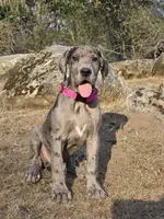Ewa, a female Great Dane for sale in Central, CA – 7 of 10