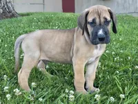 Fawn boy 1, a male Great Dane for sale in Central, CA – 4 of 9