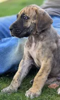 Fred, a male Great Dane for sale in Central, CA – 5 of 6