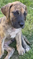 Daphne, a female Great Dane for sale in Central, CA – 6 of 10