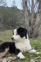 Tri girl with blue eyes, a female Miniature Australian Shepherd for sale in Central, CA – Photo 5 of 10